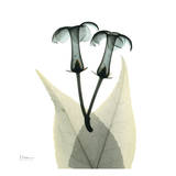 Pretty Twins Prints by Albert Koetsier