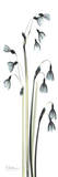 Snow Drop Galanthus Arte por Albert Koetsier