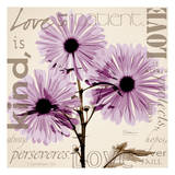 Love, Violet Chrysanthemum Affiches par Albert Koetsier