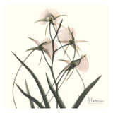 Orchid Bouquet in Pink Posters by Albert Koetsier