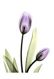 Purple Tulips Print by Albert Koetsier