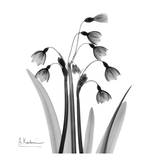 Snowdrop Black and White Posters par Albert Koetsier