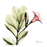 Madelia in Pink Poster by Albert Koetsier