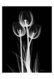 Sweet Tulips on Black Posters by Albert Koetsier