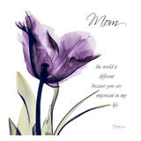 Mom, Purple Tulip Affiche par Albert Koetsier