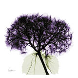 Purple Hydrangea Close Up Posters by Albert Koetsier