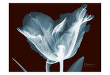 Single Tulip Blue on Red Posters by Albert Koetsier
