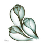 Sea Shells in Green II Lámina por Albert Koetsier
