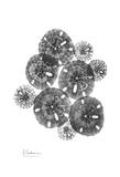 Sand Dollar Arrangement Prints by Albert Koetsier