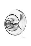 Seas Alive in Black and White Art by Albert Koetsier