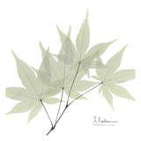 Japanese Maple in Green Arte por Albert Koetsier Japanese Maple in Green Arte por Albert Koetsier