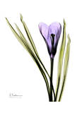 Crocus violet Affiche par Albert Koetsier