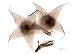 Stapelia in Brown Print by Albert Koetsier