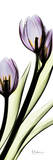 Tulip in Purple Affiches par Albert Koetsier