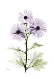 Purple Chrysanthemum Poster par Albert Koetsier