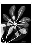 Scheffllera on Black Posters par Albert Koetsier