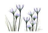White Rain Lily in Bloom Prints by Albert Koetsier