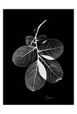 Myrtle Leaves on Black Affiche par Albert Koetsier