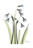 Snow Drop in Color Affiches par Albert Koetsier