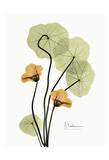 Nasturtium in Yellow II Prints by Albert Koetsier