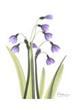 Snow Drop in Full Bloom Lámina por Albert Koetsier