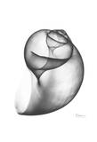 Moon Snail Twist Up Posters by Albert Koetsier