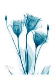 Three Gentian in Blue Prints by Albert Koetsier