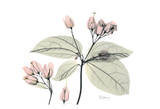 Spring Morning Poster by Albert Koetsier