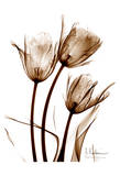 Tulip Arrangement in Brown Posters par Albert Koetsier