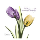 Tulips Love Unconditionally Poster by Albert Koetsier