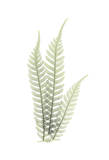 Tree Fern in Green Prints by Albert Koetsier
