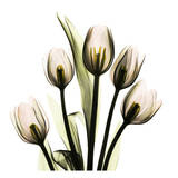 Tulip With Green Poster by Albert Koetsier