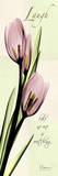 Laugh, Pink Tulips Poster von Albert Koetsier