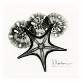 Starfish in Black and White Print by Albert Koetsier