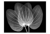 Orchid Tree Close on Black Posters by Albert Koetsier