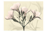 Oleander in Pink on Beige Lámina por Albert Koetsier