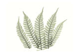 Tree Fern in Green IV Prints by Albert Koetsier