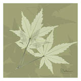 Leaves Spiky Trio on Green Posters by Albert Koetsier