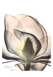 Magnolia Close Up Prints by Albert Koetsier