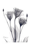 Three Gentian in Black and White Posters by Albert Koetsier