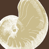 Natural Shell II Prints by N. Harbick Natural Shell II Prints by N. Harbick