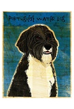 Perro de aguas portugués Pósters por John Golden Perro de aguas portugués Pósters por John Golden