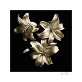 Three Lilies Print by Michael Harrison