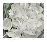 The White Calico Flower, c.1931 Láminas por Georgia O'Keeffe The White Calico Flower, c.1931 Láminas por Georgia O'Keeffe