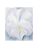 White Pansy, c.1927 Posters by Georgia O'Keeffe