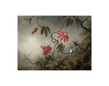 Passion Flowers and Hummingbirds, about 1870-83 Poster von Martin Johnson Heade