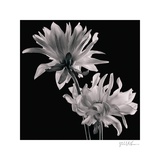 Dahlia Print by Michael Harrison