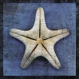 Armored Starfish Underside Poster von John Golden