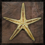 Starfish Poster by John Golden