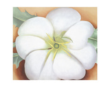 White Flower on Red Earth, No. 1, c.1946 Prints by Georgia O'Keeffe